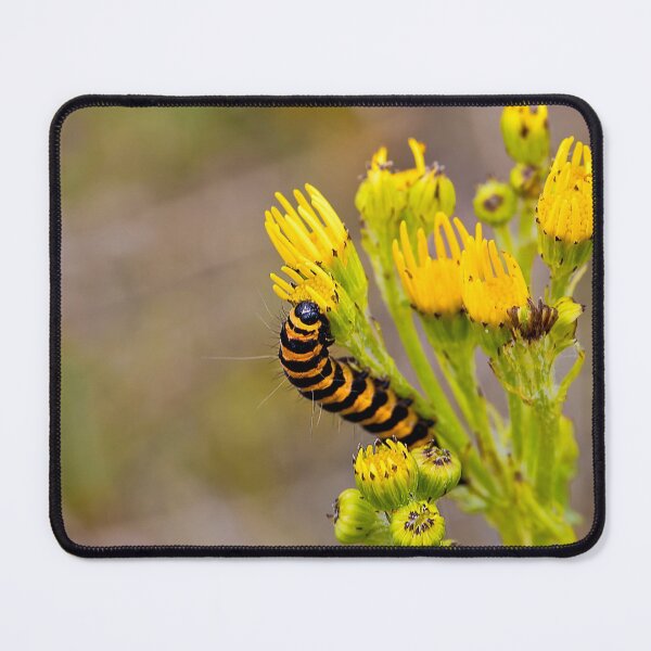 Item preview, Cinnabar Moth Caterpillar on Ragwort Flowers designed and sold by Violaman.