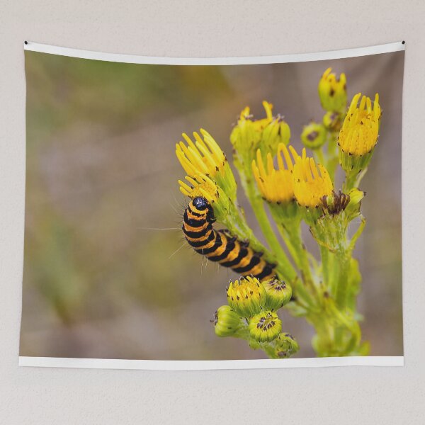 Item preview, Cinnabar Moth Caterpillar on Ragwort Flowers designed and sold by Violaman.