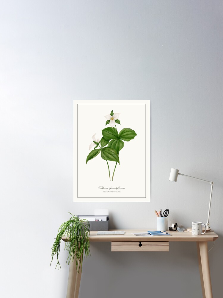 Great White Trillium Watercolour Botanical | Poster