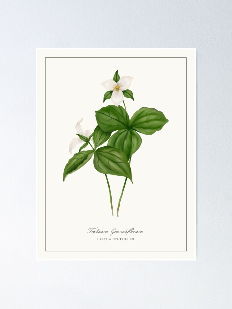 Great White Trillium Watercolour Botanical Poster for Sale by Geo