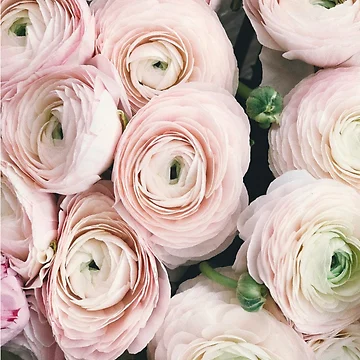 Artwork thumbnail, Pink Roses by princesssomo21
