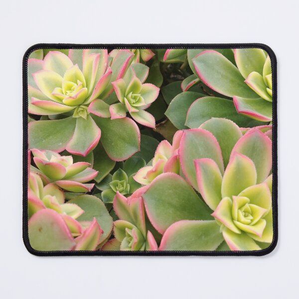 Item preview, Aeonium Kiwi Plants designed and sold by SpilProofLiquid.