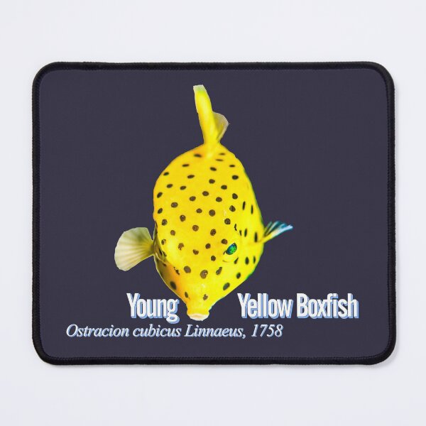 Item preview, Kawaii Boxfish designed and sold by tank200bar.
