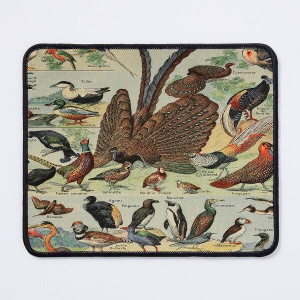 Item preview, Oiseaux Pour Tous by Millot - Vintage Birds Art Reproduction designed and sold by molamode.