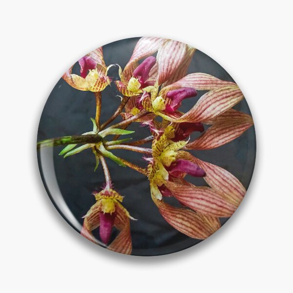 Item preview, Bulbophyllum A-Dorabil 'Candy Ann' Orchid in Bloom designed and sold by Susan Maxwell Schmidt.