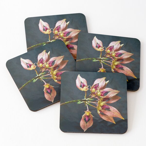 Item preview, Bulbophyllum A-Dorabil 'Candy Ann' Orchid in Bloom designed and sold by Susan Maxwell Schmidt.