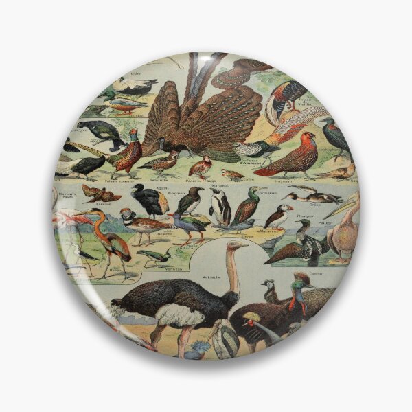 Item preview, Oiseaux Pour Tous by Millot - Vintage Birds Art Reproduction designed and sold by molamode.