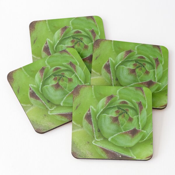 Item preview, Hen and chicks sempervivum designed and sold by Phoebew03.