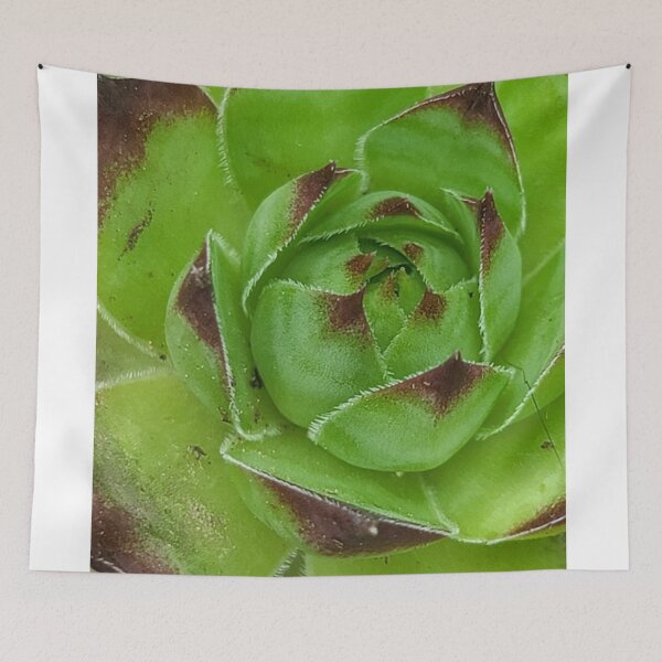 Item preview, Hen and chicks sempervivum designed and sold by Phoebew03.