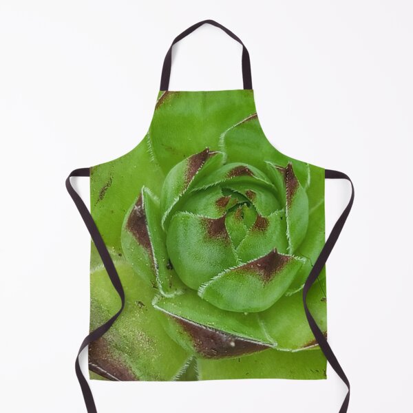 Item preview, Hen and chicks sempervivum designed and sold by Phoebew03.