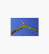 Rose Aphids Art Board