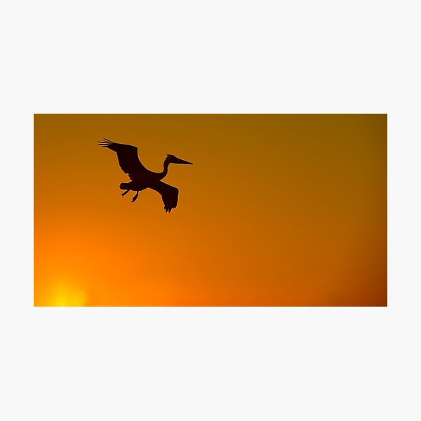 Item preview, Flight of the Pelican designed and sold by Eyal Nahmias.