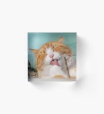 Funny hilarious silly cat Acrylic Block