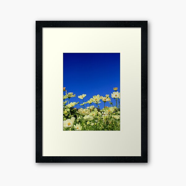 Lovely Yellow Cosmos Clear Blue Sky Flower Field Framed Art Print