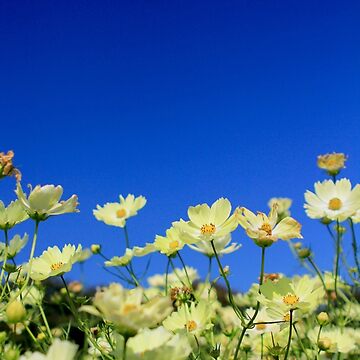 Artwork thumbnail, Lovely Yellow Cosmos Clear Blue Sky Flower Field by Beverly Claire Kaiya