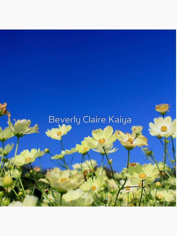 Thumbnail 2 of 2, Tote Bag, Lovely Yellow Cosmos Clear Blue Sky Flower Field designed and sold by beverlyclaire.