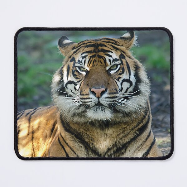 Item preview, Amur Tiger designed and sold by Darren Wilkes.