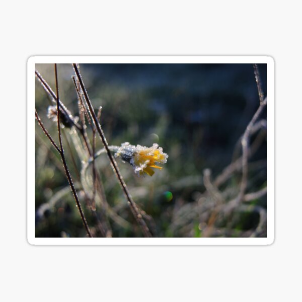 Late, late flowering Sticker