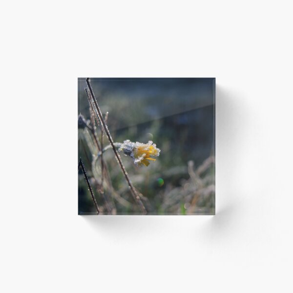 Late, late flowering Acrylic Block