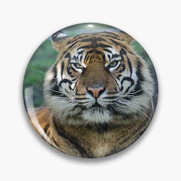 Item preview, Amur Tiger designed and sold by Darren Wilkes.