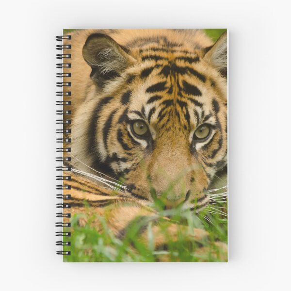 Item preview, Bright Eyes designed and sold by Darren Wilkes Wildlife UK.
