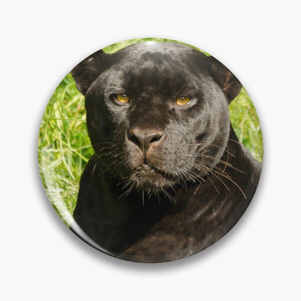 Item preview, Black Beauty designed and sold by Darren Wilkes.