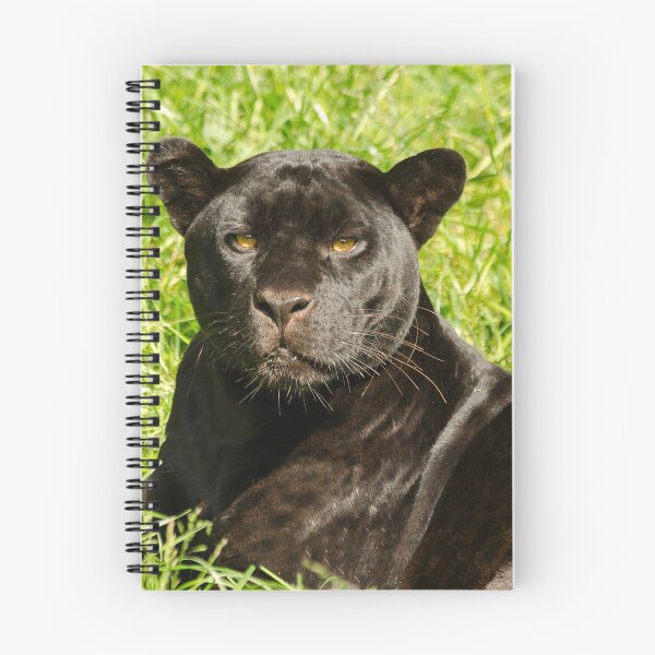 Item preview, Black Beauty designed and sold by Darren Wilkes.