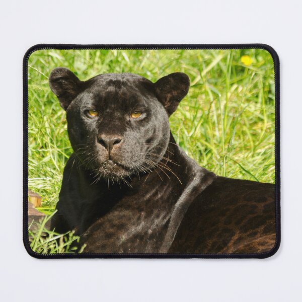 Item preview, Black Beauty designed and sold by Darren Wilkes.