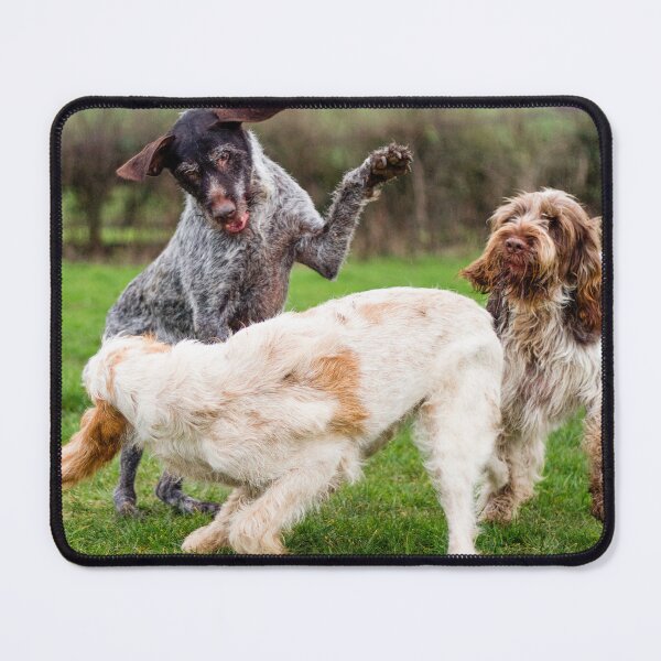 Item preview, Spinone Smacked Bottom Queue by heidiannemorris designed and sold by FOLK ART FUSION by heidiannemorris.