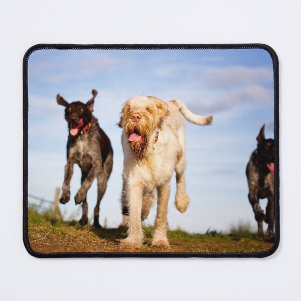 Item preview, Go for launch Spinone by heidiannemorris designed and sold by FOLK ART FUSION by heidiannemorris.