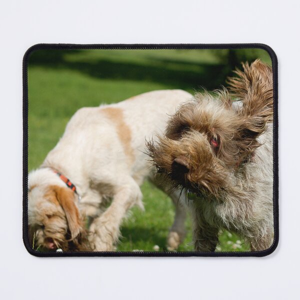 Item preview, Head Shake Spinone by heidiannemorris designed and sold by FOLK ART FUSION by heidiannemorris.