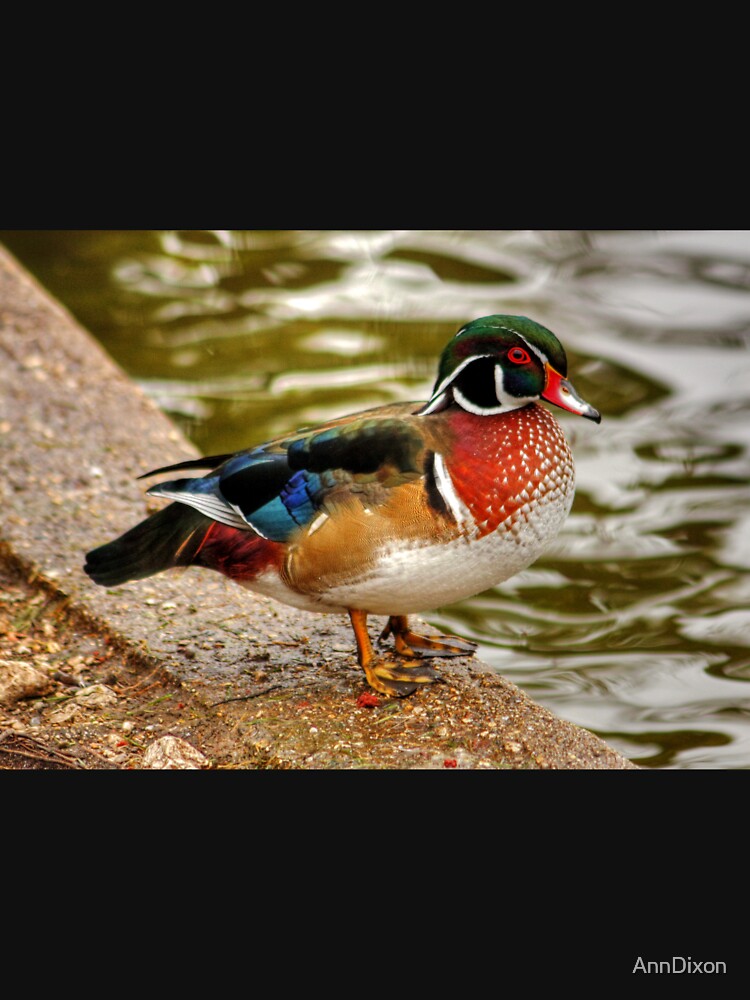 "Wood Duck" Tshirt for Sale by AnnDixon Redbubble ducks tshirts