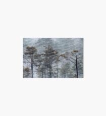 12.1.2017: Pine Trees in Blizzard Art Board