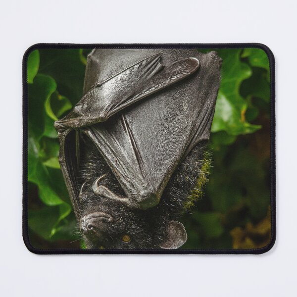 Item preview, Livingstone Fruit Bat designed and sold by Darren Wilkes.