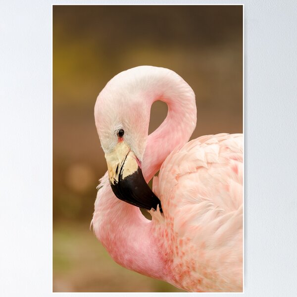 Item preview, Chilean Flamingo designed and sold by Darren Wilkes.
