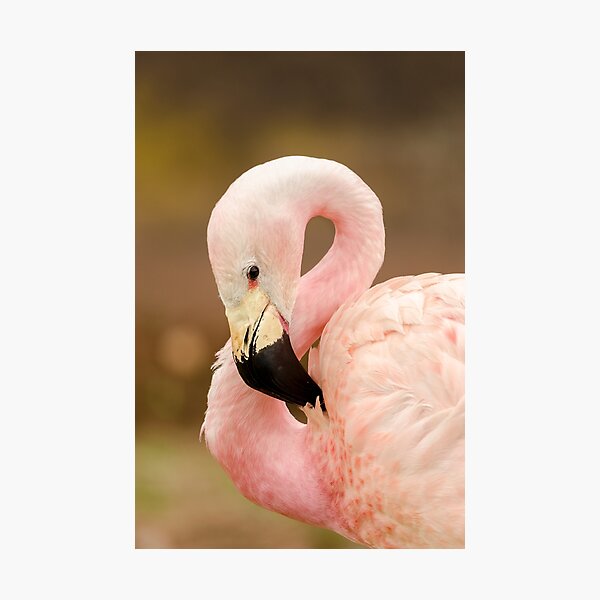 Item preview, Chilean Flamingo designed and sold by Darren Wilkes.