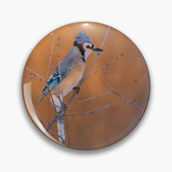 Item preview, Blue Jay at Sunrise designed and sold by James Cumming.