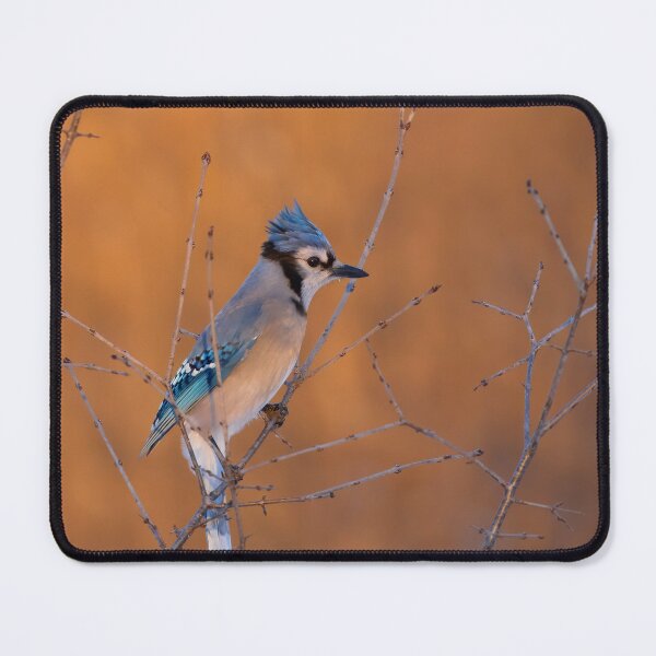 Item preview, Blue Jay at Sunrise designed and sold by James Cumming.