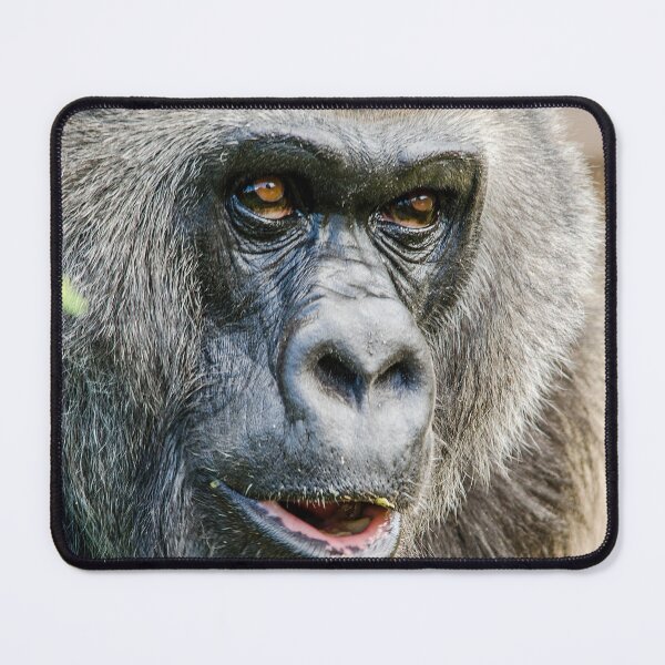 Item preview, Gorilla designed and sold by Darren Wilkes Wildlife UK.