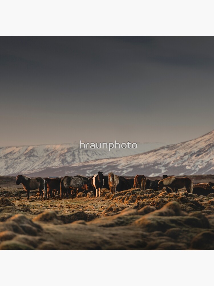 Thumbnail 2 of 2, Tote Bag, Icelandic Horses I designed and sold by hraunphoto.