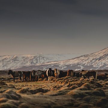 Artwork thumbnail, Icelandic Horses I by hraunphoto