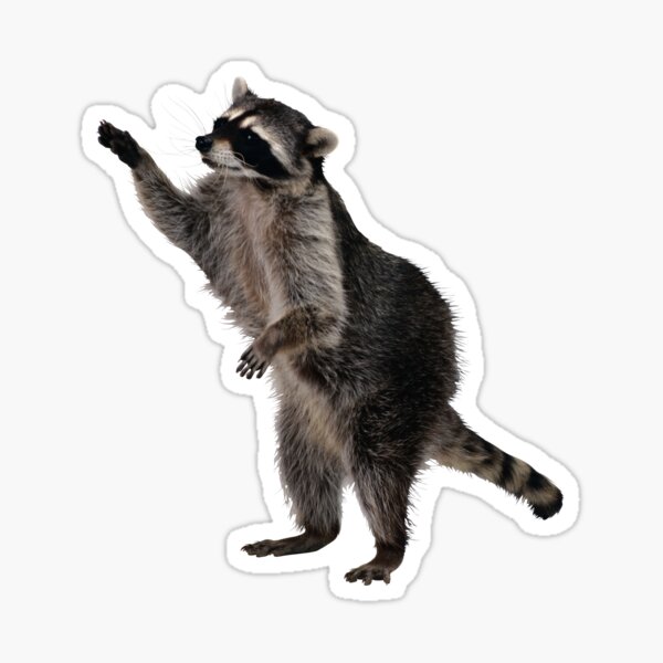 Raccoons Sticker by bigmaureen