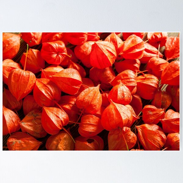 Item preview, physalis designed and sold by SIR13.