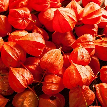 Artwork thumbnail, physalis by SIR13