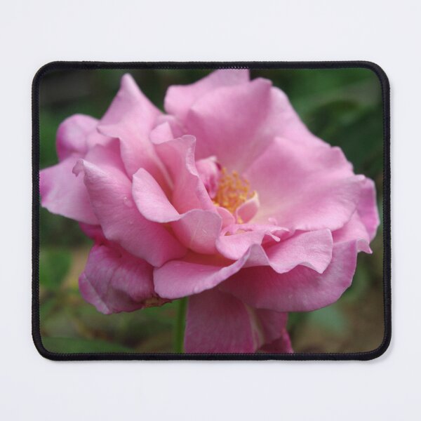 Item preview, Pink Rose designed and sold by Rainy.