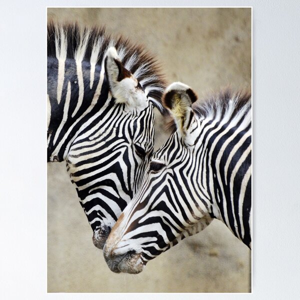 Item preview, Two Zebras Face Each Other, Black and White Stripes designed and sold by ScienceSource.