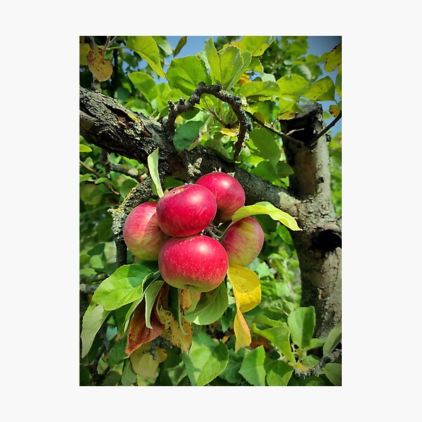 Item preview, apple grape designed and sold by Gourmetkater.