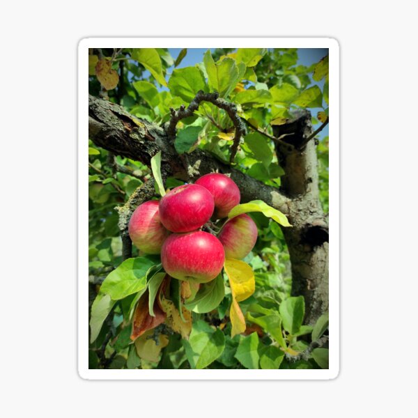 Item preview, apple grape designed and sold by Gourmetkater.