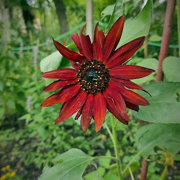 Vorschaubild zum Design Dunkle Sonnenblume von Gourmetkater