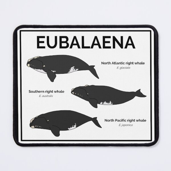 Item preview, Genus Eubalaena: Right Whales designed and sold by taylorrowan.
